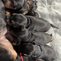 Zwergpinscher Welpen vom Züchter