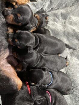 Miniaturansicht für das Anzeigenbild