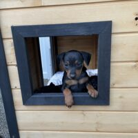 Zwergpinscher Welpen vom Züchter
