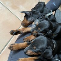 Zwergpinscher Welpen vom Züchter