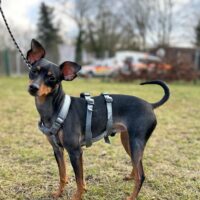 Kratos sucht ein sportliches Zuhause!