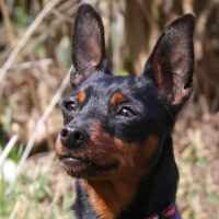 Prima Petzy, Rehpinscher
