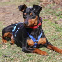 Roosevelt, Rehpinscher