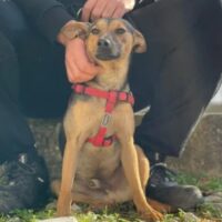 CHIPI - als Anfängerhund geeignet
