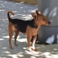 PEPA