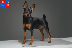 Mehr über den Artikel erfahren Zwergpinscher Züchter und Welpen in Hradec Králové
