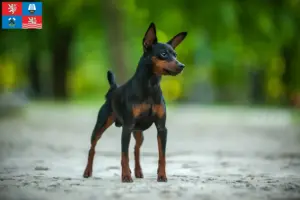 Mehr über den Artikel erfahren Zwergpinscher Züchter und Welpen in Karlsbad
