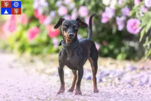 Mehr über den Artikel erfahren Zwergpinscher Züchter und Welpen in Liberec