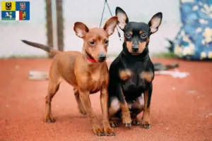 Mehr über den Artikel erfahren Zwergpinscher Züchter und Welpen in Mähren-Schlesien