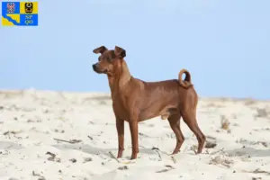 Mehr über den Artikel erfahren Zwergpinscher Züchter und Welpen in Olmütz