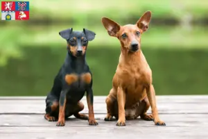 Mehr über den Artikel erfahren Zwergpinscher Züchter und Welpen in Pardubice