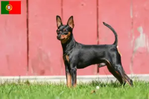 Mehr über den Artikel erfahren Zwergpinscher Züchter und Welpen in Portugal