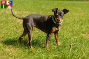 Mehr über den Artikel erfahren Zwergpinscher Züchter und Welpen in Südböhmen