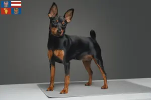 Mehr über den Artikel erfahren Zwergpinscher Züchter und Welpen in Südmähren