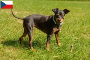 Mehr über den Artikel erfahren Zwergpinscher Züchter und Welpen in Tschechien