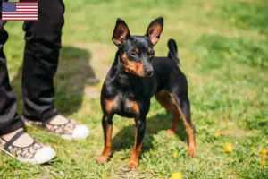 Mehr über den Artikel erfahren Zwergpinscher Züchter und Welpen in den USA