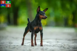 Mehr über den Artikel erfahren Zwergpinscher Züchter und Welpen in Ústí