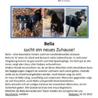 Bella sucht ein neues Zuhause