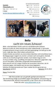 Bella sucht ein neues Zuhause