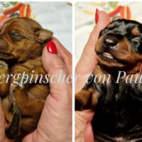Zwergpinscher Welpen mit Ahnentafel