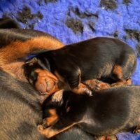 Zwergpinscher Welpen mit Ahnentafel