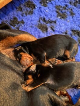 Zwergpinscher Welpen mit Ahnentafel