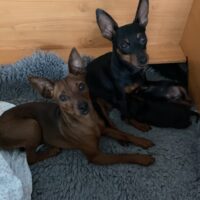 Zwergpinscher Welpen mit Ahnentafel