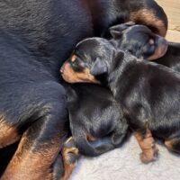 Zwergpinscher Welpen mit Ahnentafel