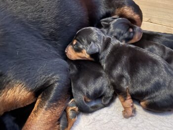 Zwergpinscher Welpen mit Ahnentafel