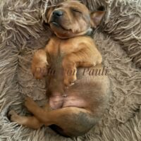 Dina ♥️Zwergpinscher Mädel