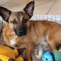 Liebevolles Zuhause Pinschermix-Rüden Kenny gesucht, ist in 74834 Elztal