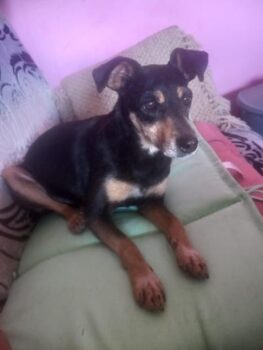 TINUI - zauberhafte kleine Kuschelmaus sucht ihr Herzenszuhause!