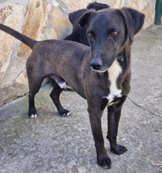 BAILY, *05/2023, neugieriger, zarter Hundebub, ruhig und total lieb - auch zu Kindern, Katzen, Hunde