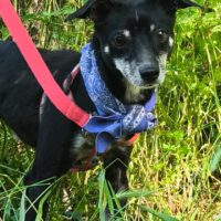 Vlad, Pinscherbube, super sozial, lieb, gutmütig, entspannt, liebt Hunde, Katzen
