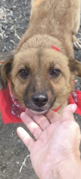MELODY, *06/2023, zarte, sanfte Hündin, 39 cm, toll mit Kindern, Katzen, Hunden