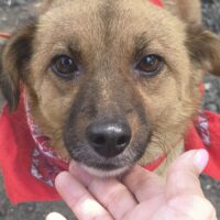 MELODY, *06/2023, zarte, sanfte Hündin, 39 cm, toll mit Kindern, Katzen, Hunden