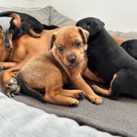 Zwergpinscher Welpe Chloe mit Ahnentafel sucht noch ein passendes Zuhause!