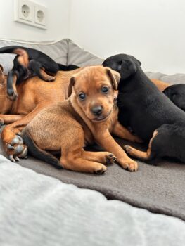Zwergpinscher Welpe Chloe mit Ahnentafel sucht noch ein passendes Zuhause!