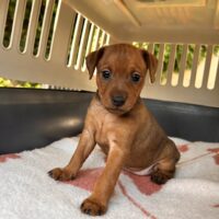 Zwergpinscher Welpe Chloe