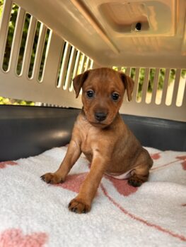 Zwergpinscher Welpe Chloe