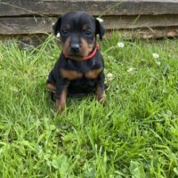 *Zwergpinscher Welpen mit Ahnentafel*