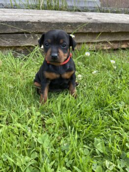 *Zwergpinscher Welpen mit Ahnentafel*