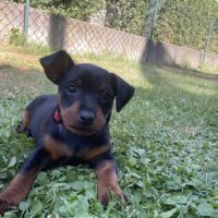 *Zwergpinscher Welpe Hündin mit Ahnentafel*