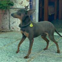 KUKI (3,5kg / 31cm/ geb. März 2023)