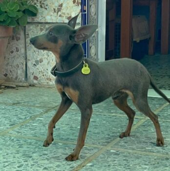 KUKI (3,5kg / 31cm/ geb. März 2023)