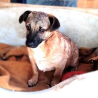 Liebevolles Zuhause für unseren 8-Monate Pinschermix-Rüden Kan gesucht, ist in 74834 Elztal