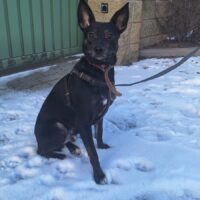 💙🐾Liebevolles Zuhause für Mike gesucht🐾💙kennt Katzen; mit VIDEO!