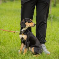 ❤️Zuhause für Traumhündin Asya gesucht❤️
