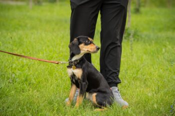 ❤️Zuhause für Traumhündin Asya gesucht❤️