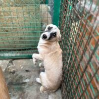 🆘Wer rettet Otto aus der TÖTUNG?🆘1-2 Jahre / 30-35cm🆘viele VIDEOS!